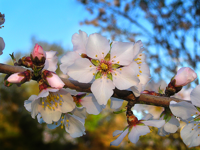 Olena Bilyk: Flower3